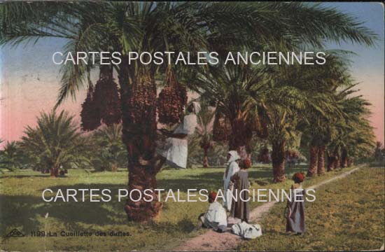 Cartes postales anciennes > CARTES POSTALES > carte postale ancienne > cartes-postales-ancienne.com Tunisie  ile de djerba  Guellala