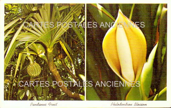 Cartes postales anciennes > CARTES POSTALES > carte postale ancienne > cartes-postales-ancienne.com Etats unis Floride