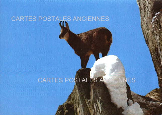 Cartes postales anciennes > CARTES POSTALES > carte postale ancienne > cartes-postales-ancienne.com Animaux Chasse