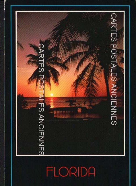 Cartes postales anciennes > CARTES POSTALES > carte postale ancienne > cartes-postales-ancienne.com Etats unis Floride Palm tree
