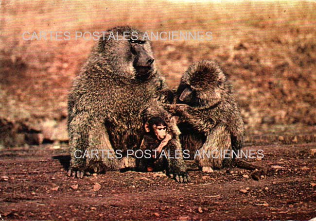 Cartes postales anciennes > CARTES POSTALES > carte postale ancienne > cartes-postales-ancienne.com Animaux Sauvages