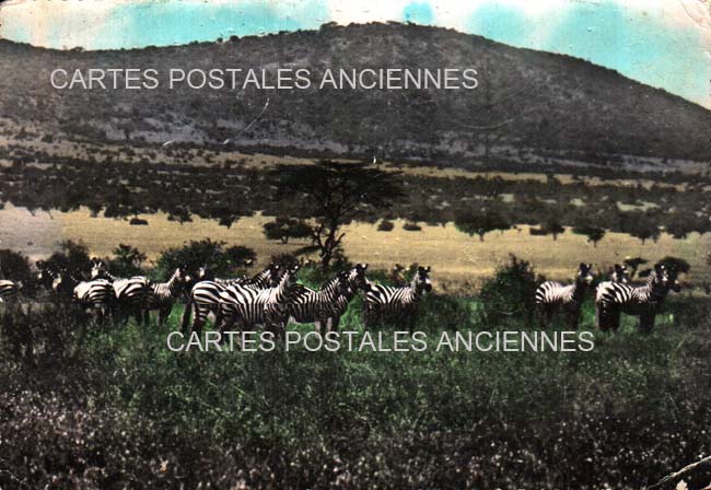 Cartes postales anciennes > CARTES POSTALES > carte postale ancienne > cartes-postales-ancienne.com Animaux Sauvages