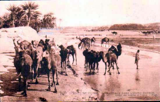 Algeria Chellala reibell