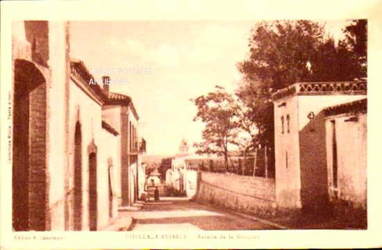 Algeria Chellala reibell