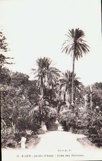 Cartes postales anciennes > CARTES POSTALES > carte postale ancienne > cartes-postales-ancienne.com Algerie Alger