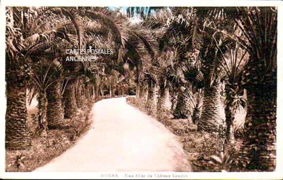 Cartes postales anciennes > CARTES POSTALES > carte postale ancienne > cartes-postales-ancienne.com Algerie Biskra