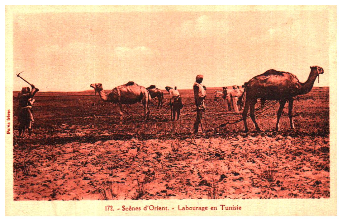 Cartes postales anciennes > CARTES POSTALES > carte postale ancienne > cartes-postales-ancienne.com Tunisie Tunis
