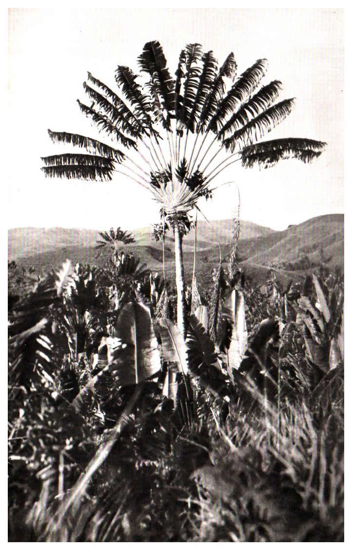 Republic of madagascar Madagascar city Tananarive