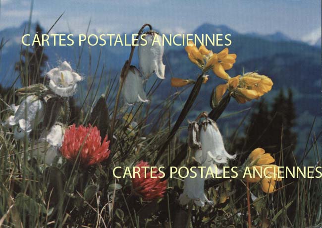 Cartes postales anciennes > CARTES POSTALES > carte postale ancienne > cartes-postales-ancienne.com Suisse
