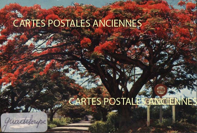 Cartes postales anciennes > CARTES POSTALES > carte postale ancienne > cartes-postales-ancienne.com Antilles francaises