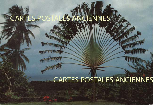 Cartes postales anciennes > CARTES POSTALES > carte postale ancienne > cartes-postales-ancienne.com Antilles francaises