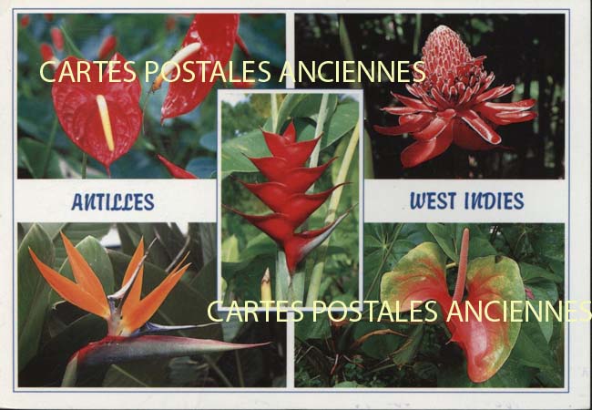 Cartes postales anciennes > CARTES POSTALES > carte postale ancienne > cartes-postales-ancienne.com Antilles francaises Guadeloupe.