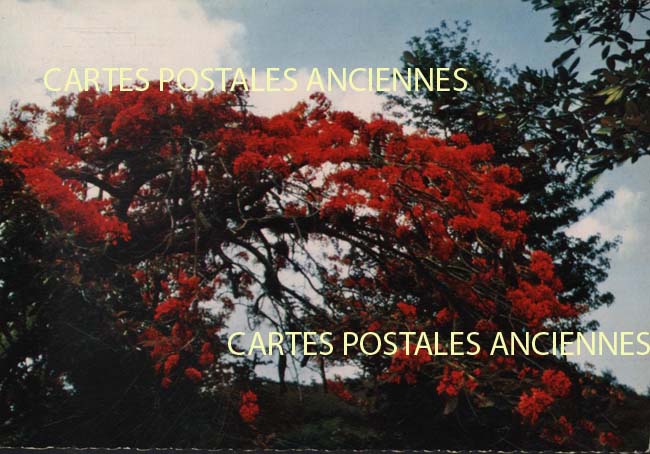 Cartes postales anciennes > CARTES POSTALES > carte postale ancienne > cartes-postales-ancienne.com Antilles francaises