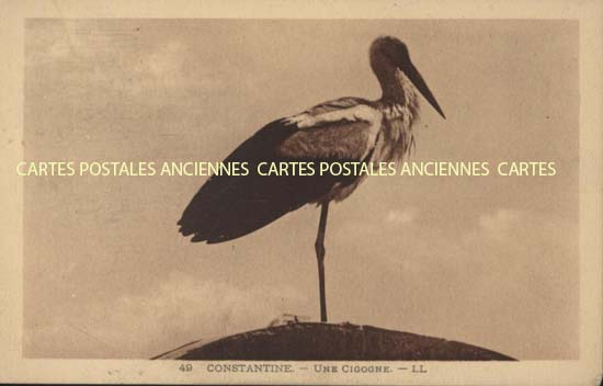 Cartes postales anciennes > CARTES POSTALES > carte postale ancienne > cartes-postales-ancienne.com Algerie Constantine