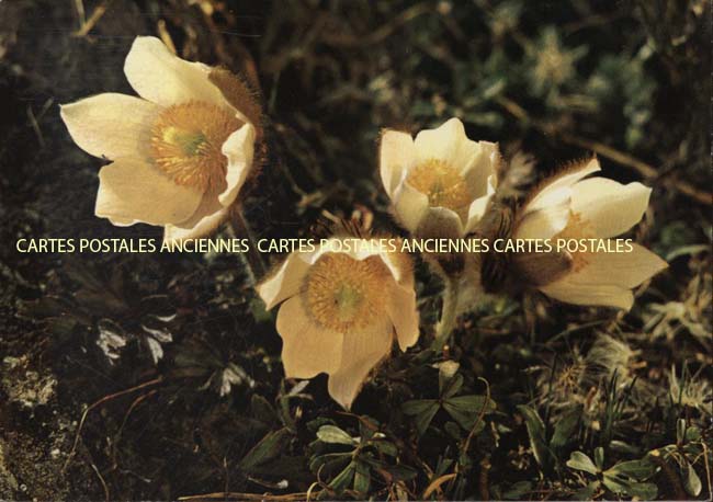 Cartes postales anciennes > CARTES POSTALES > carte postale ancienne > cartes-postales-ancienne.com Suisse