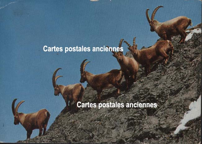 Cartes postales anciennes > CARTES POSTALES > carte postale ancienne > cartes-postales-ancienne.com Suisse