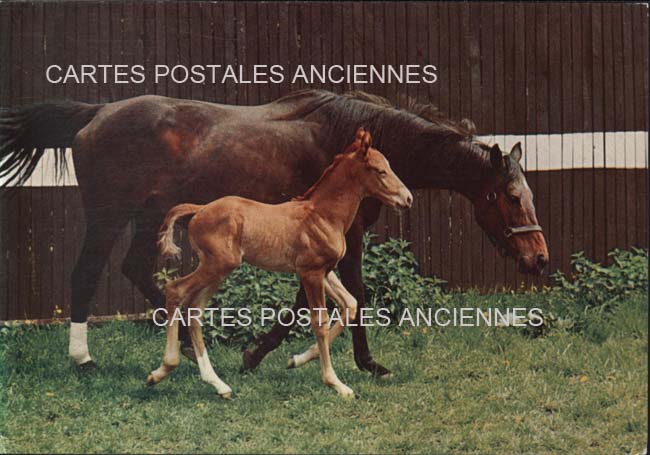 Cartes postales anciennes > CARTES POSTALES > carte postale ancienne > cartes-postales-ancienne.com Animaux Chevaux anes chevres