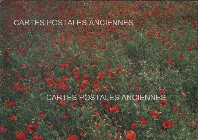 Cartes postales anciennes > CARTES POSTALES > carte postale ancienne > cartes-postales-ancienne.com Fleurs