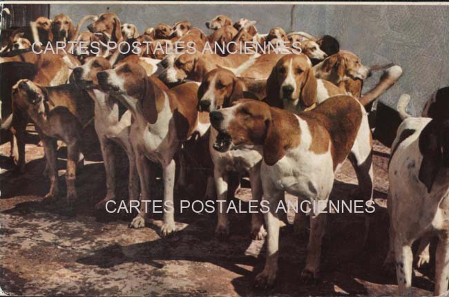 Cartes postales anciennes > CARTES POSTALES > carte postale ancienne > cartes-postales-ancienne.com Animaux Chiens