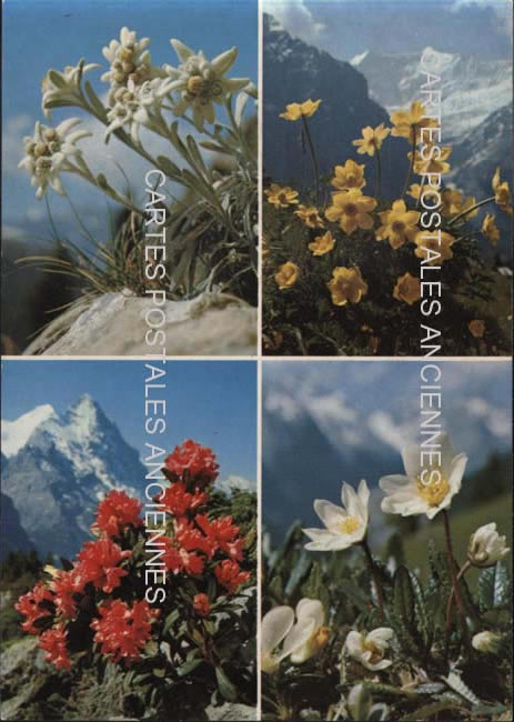 Cartes postales anciennes > CARTES POSTALES > carte postale ancienne > cartes-postales-ancienne.com Fleurs