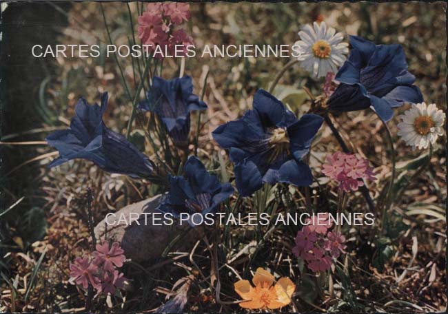 Cartes postales anciennes > CARTES POSTALES > carte postale ancienne > cartes-postales-ancienne.com Fleurs