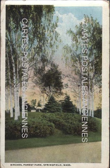 Cartes postales anciennes > CARTES POSTALES > carte postale ancienne > cartes-postales-ancienne.com Etats unis White birches
