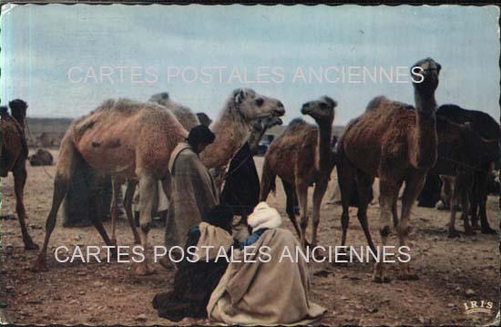 Cartes postales anciennes > CARTES POSTALES > carte postale ancienne > cartes-postales-ancienne.com Maroc Goulimine