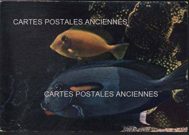 Cartes postales anciennes > CARTES POSTALES > carte postale ancienne > cartes-postales-ancienne.com Nouvelle caledonie Noumea