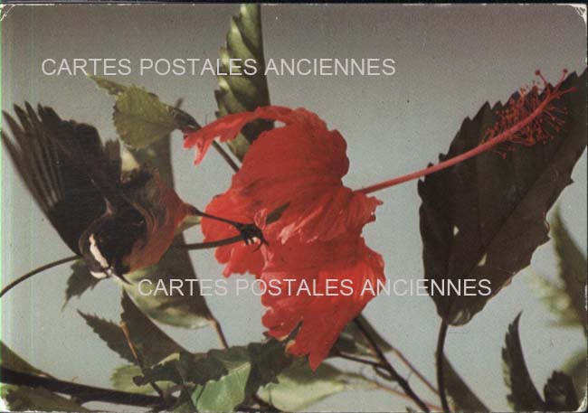 Cartes postales anciennes > CARTES POSTALES > carte postale ancienne > cartes-postales-ancienne.com Antilles francaises