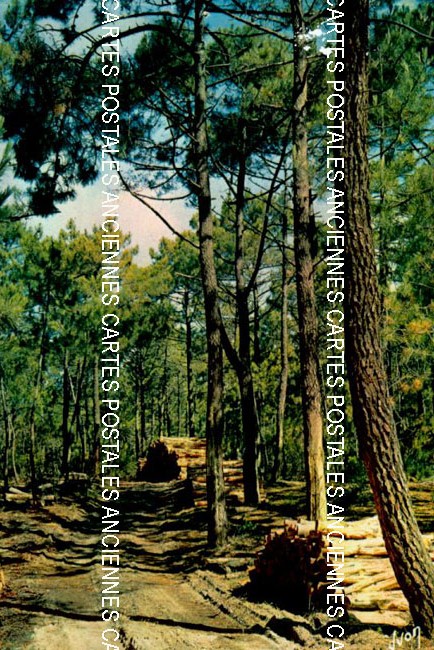 Cartes postales anciennes > CARTES POSTALES > carte postale ancienne > cartes-postales-ancienne.com Paysage
