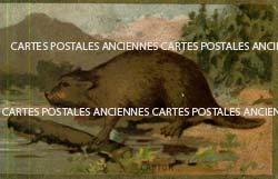 Cartes postales anciennes > CARTES POSTALES > carte postale ancienne > cartes-postales-ancienne.com Cartes postales anciennes publicitaire