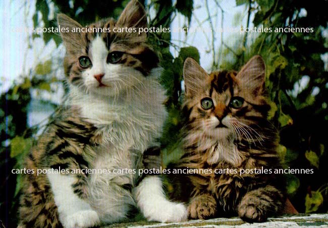 Cartes postales anciennes > CARTES POSTALES > carte postale ancienne > cartes-postales-ancienne.com Suisse