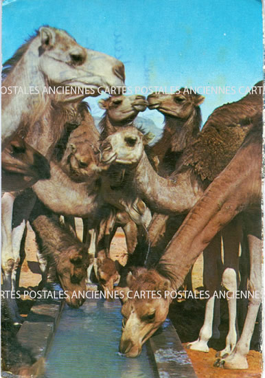 Tunisia Kairouan