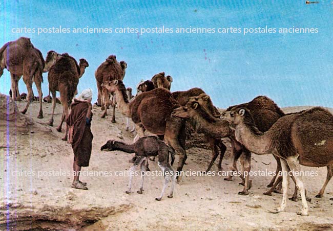 Cartes postales anciennes > CARTES POSTALES > carte postale ancienne > cartes-postales-ancienne.com Tunisie